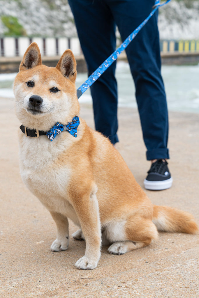 Eyes Dog Bow Tie