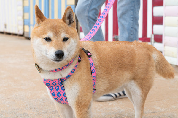 Nebula Dog Harness