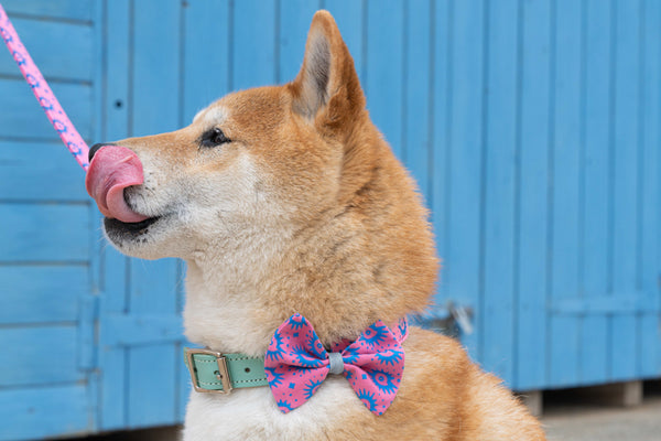 Nebula Dog Bow Tie