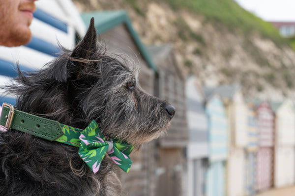 Combs Dog Bow Tie