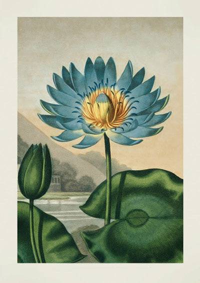 The Blue Egyptian Waterlily