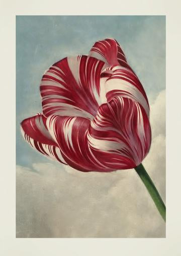 TULIP GREETING CARD