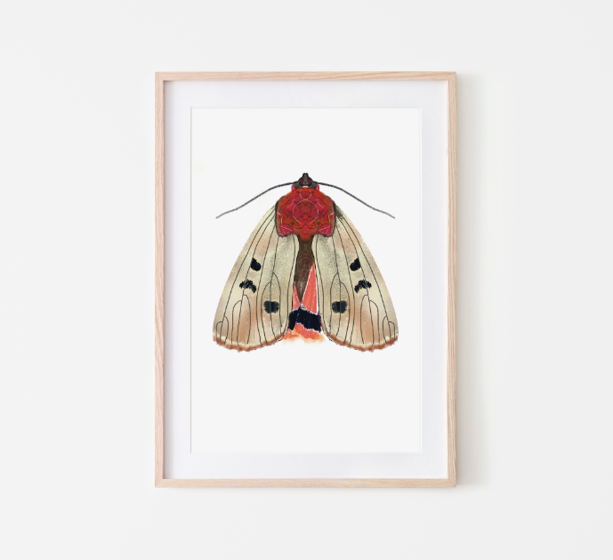 Butterfly Mot cream poster - A4