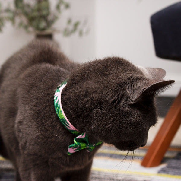 Combs Cat Collar